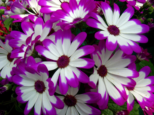 617679 (a): :2200x1650